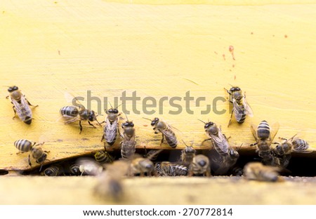 Honey bees are flying in and out of an yellow hive gathering pollen for honey.