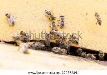 Honey bees are flying in and out of an yellow hive gathering pollen for honey.