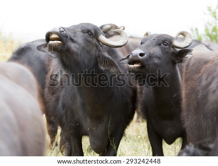 Buffaloes in a dairy farm. The dairy farm is specialized in buffalo yoghurt and cheese production.