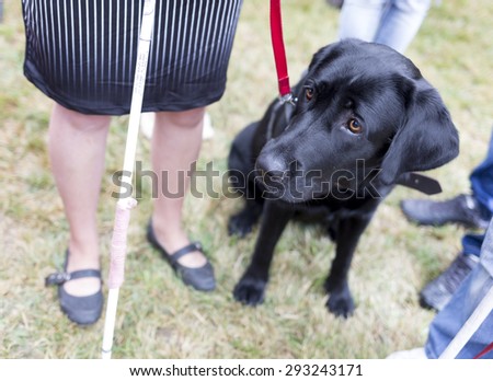 Black labrador guide dog before the last training for the animal. The dogs are undergoing various trainings before finally given to the physically disabled people.