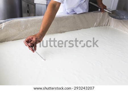 A woman working in a small family creamery is checking the right temperature with a thermometer of a cheese batch. The dairy farm is specialized in buffalo yoghurt and cheese production.