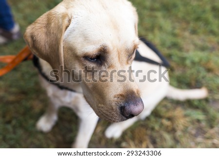 A golden retriever guide dog during the last training for the animal. The dogs are undergoing various trainings before finally given to the physically disabled people.
