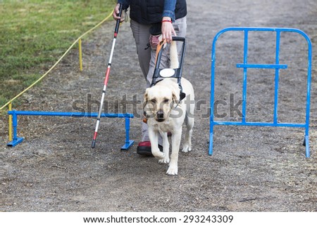 A blind person is led by her golden retriever guide dog during the last training for the dog. The dogs are undergoing various trainings before finally given to the physically disabled people.