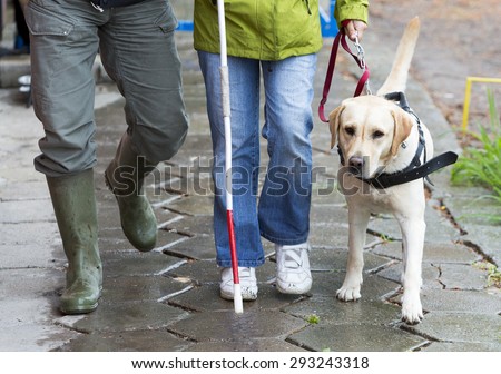 A blind person is led by her golden retriever guide dog during the last training for the dog. The dogs are undergoing various trainings before finally given to the physically disabled people.