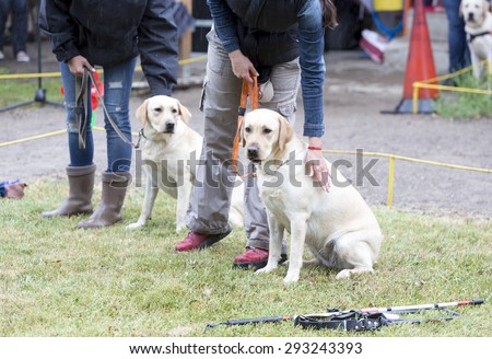 Blind people are participating with their golden retriever guide dogs during the last training for the animals. The dogs are undergoing various trainings before finally given to the disabled people.