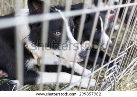 Homeless and ownerless sad dogs are kept in cages.