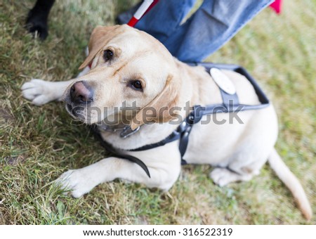 Labrador retriever guide dog before the last training for the animal. The dogs are undergoing various training before finally given to the physically disabled people.