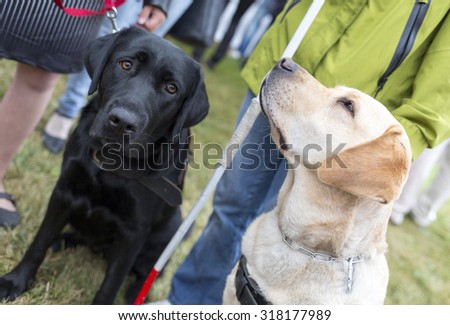 Blind people and guide dogs during the last training for the animals. The dogs are undergoing various trainings before finally given to the physically disabled people.
