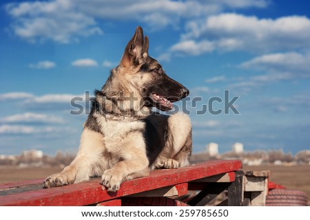 German shepherd dog (East European sheepdog) on the training, obedience.