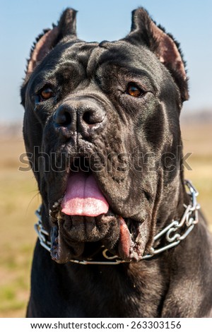 Close up picture of cane-corso dog is in a metallic collar