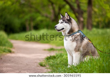 Siberian husky dog with blue eyes sits and looks aside. Bright green trees and grass are on the background.