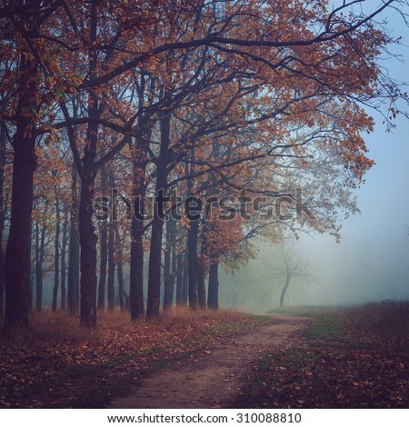 Toned picture of sad and mystery autumn landscape with lonely tree at the end of footpath.