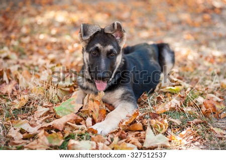 The 3-month-old puppy of a German shepherd  dog (East European sheepdog) lies on the yellow leaves and grass in autumn park. Shallow DOF.