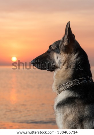 German shepherd dog (East European sheepdog) on the beach. Sunrise and quiet sea on a background.