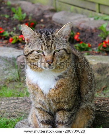 Image of the cat in the garden