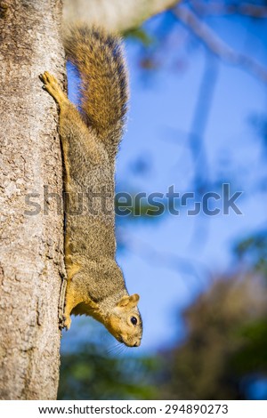 Squirrel climbing down