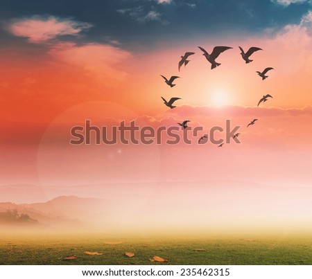 Silhouette many birds flying in the shape of heart against a beautiful evening sunset or morning sunrise sky and sun in the background. Environment, Ecology concept.