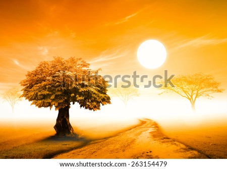The way and big tree and meadow over sunset background with big sun.