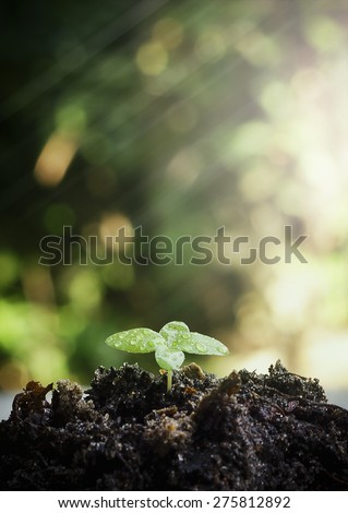 Closeup of small plant in sunlight and rainy over blurred bokeh nature background.