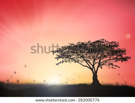 Silhouette fruitful big tree over the sunset background.