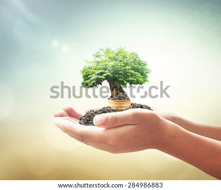 Human hand holding golden coins with big tree. Seedling in coins. Money coin concept.