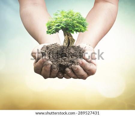 Human hands holding medium plant or big tree with soil on blurred abstract beautiful sea or ocean or forest or desert over colorful sunset background. Ecology concept. World Environment Day concept.