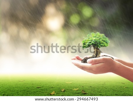 Human hands holding big tree or medium plant with rainy over beautiful circle bokeh light background. Ecology concept. World Environment Day concept.