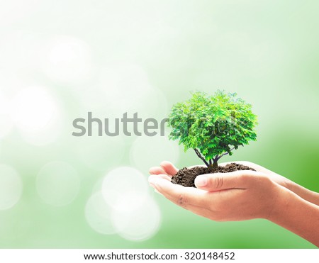 Human hand holding big tree with soil on blurred colorful forest sunset background. Ecology World Environment Alternative Arbor Education Knowledge Preserve Teacher CSR Happy Valentine\'s Day concept.