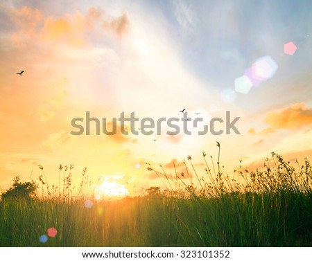 Art rural landscape. field grass. Abstract colorful green meadow with beautiful bokeh flare on orange autumn sunrise background. Ecology, Peaceful, Merry Christmas Card, Happy New Year 2016 concept