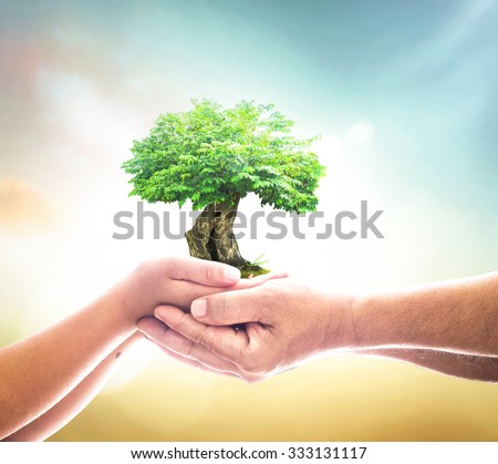 Father and son hands holding big green plant on blur sunset background. Human Rights Day, Ecology, Environment, CSR, Insurance Agent, Trust, Investment, ROI concept.