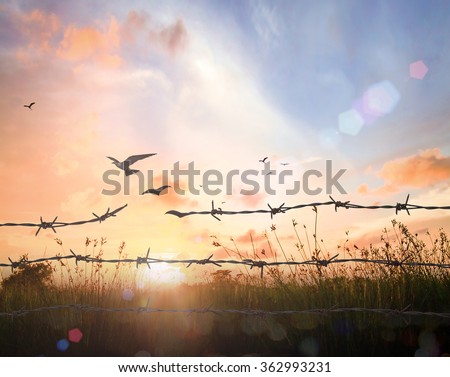 Old rusty barbed wire transform into flying birds on sunset background. International Day for Abolition Slavery Freedom Sin Forgiveness God Repentance Helper Redeemer Spring Time Eco Friendly concept.