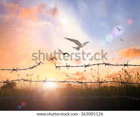 Old rusty barbed wire transform into flying birds over sunset background. International Day for the Abolition of Slavery, Freedom, Flee, Sin, Forgiveness, God, Repentance, Helper, Redeemer concept.