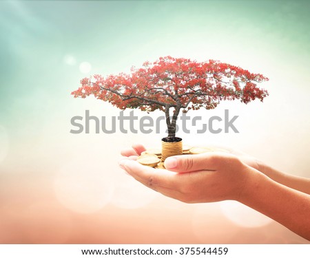 Human hands holding golden coins with red flower tree. Plan Investment Money ROI Gift Support Trust Charity Grow Idea CSR Business Fund Banking Saving Financial Dividend Payment Help Survival Concept