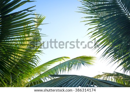 Palm tree branches with blue sky and copy space for text background. Easter Palm Sunday Good Friday Jesus Christ Religious Spring Time Go Green World Environment Day Ecology Maundy Thursday concept.
