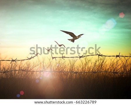 Believe concept: Silhouette of bird flying and barbed wire at sunset background.