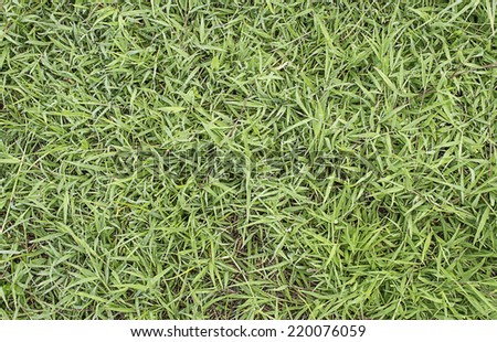 grass texture image for background usage .