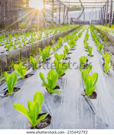 Sunrise over a field of young fresh green maize plants.