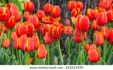 Flower bed of multi color tulips on day time