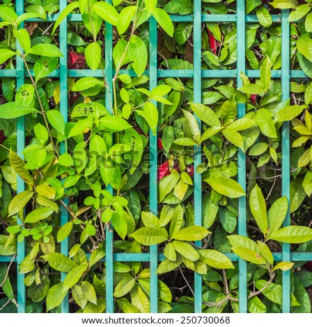 image of Old iron fence with green leaves background .