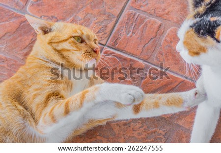 image of orange cat fighting on the floor.