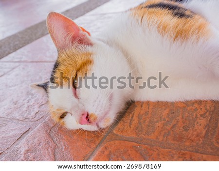 Pretty cat sleep in outside the house image.