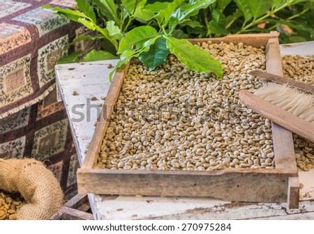 image of  selecting coffee beans after drying in the sun with equipment on table in Chiang Mai, Thailand .