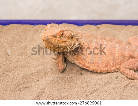 image of Bearded Dragon (Pogona vitticeps) on sand .