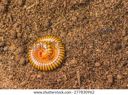 image of Tropical spiral and many legs insect, millipede,Thiland.