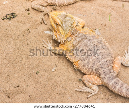 image of Bearded Dragon (Pogona vitticeps) on sand.