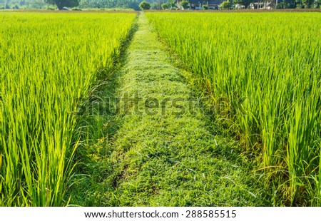 image of green rice field on day time.