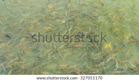 image of feeding many of wild carp fish in pond .