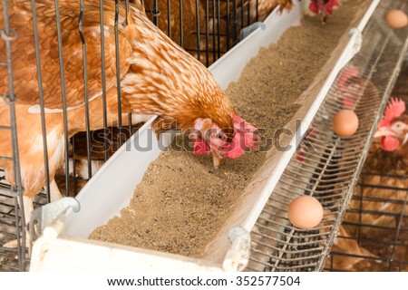 chicken and farm