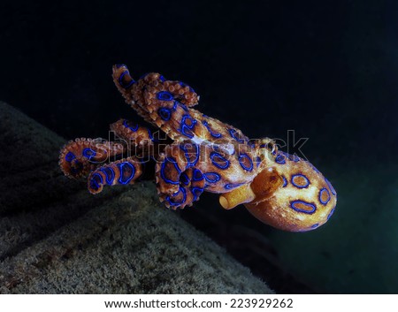 The Deadly Blue Ringed Octopus
