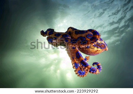The Flying Blue Ringed Octopus.
